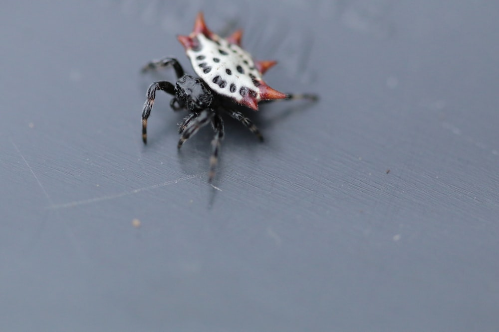 white and black spider on gray surface