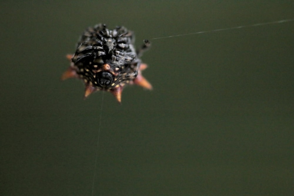 black and brown spider on web in close up photography