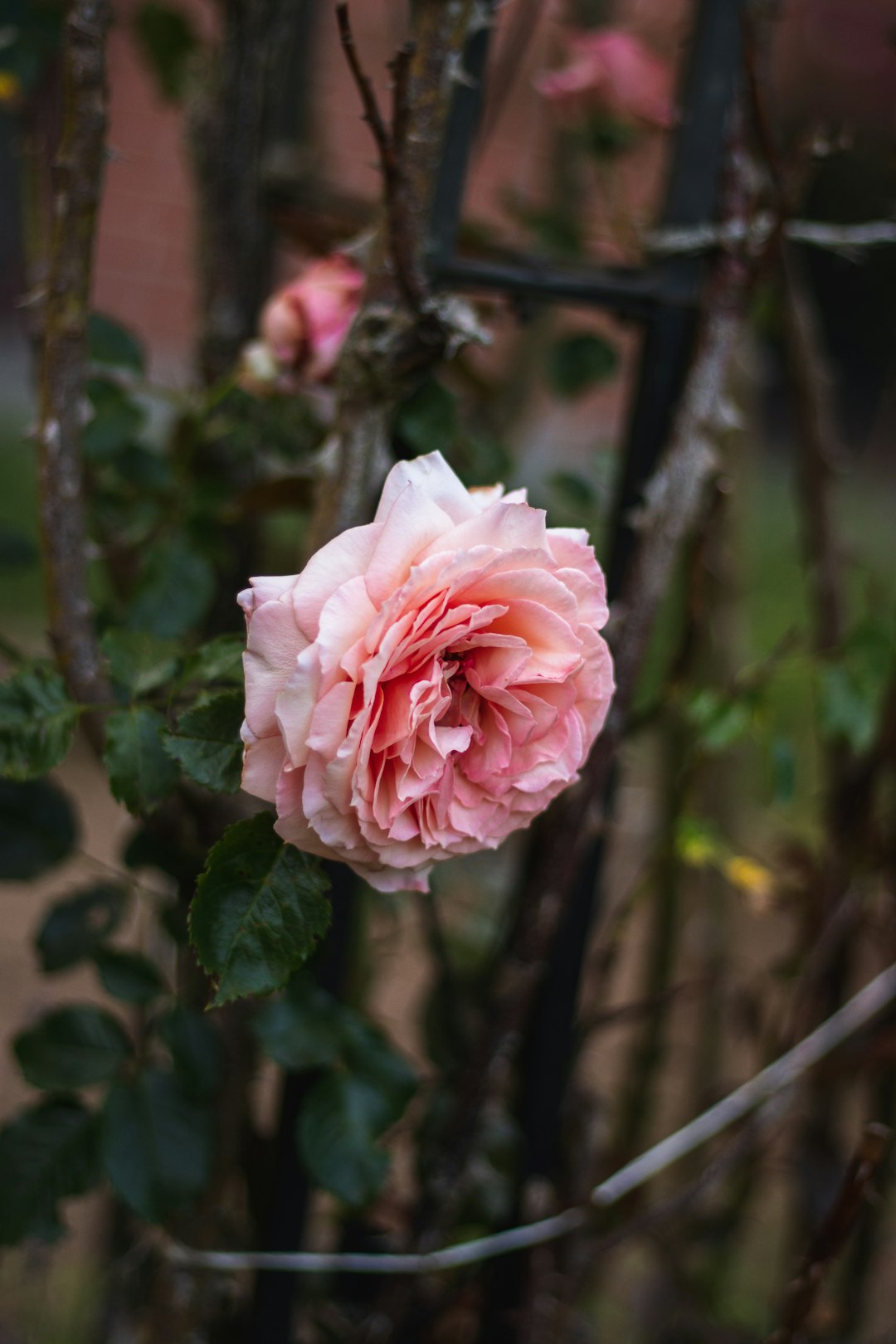 pink rose in bloom during daytime