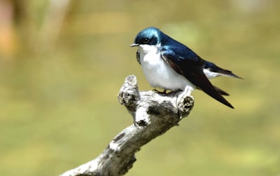 blue and white bird on tree branch