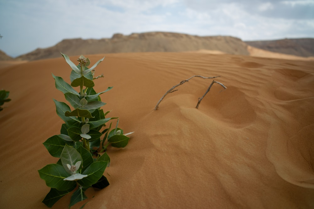 green plant on brown sand