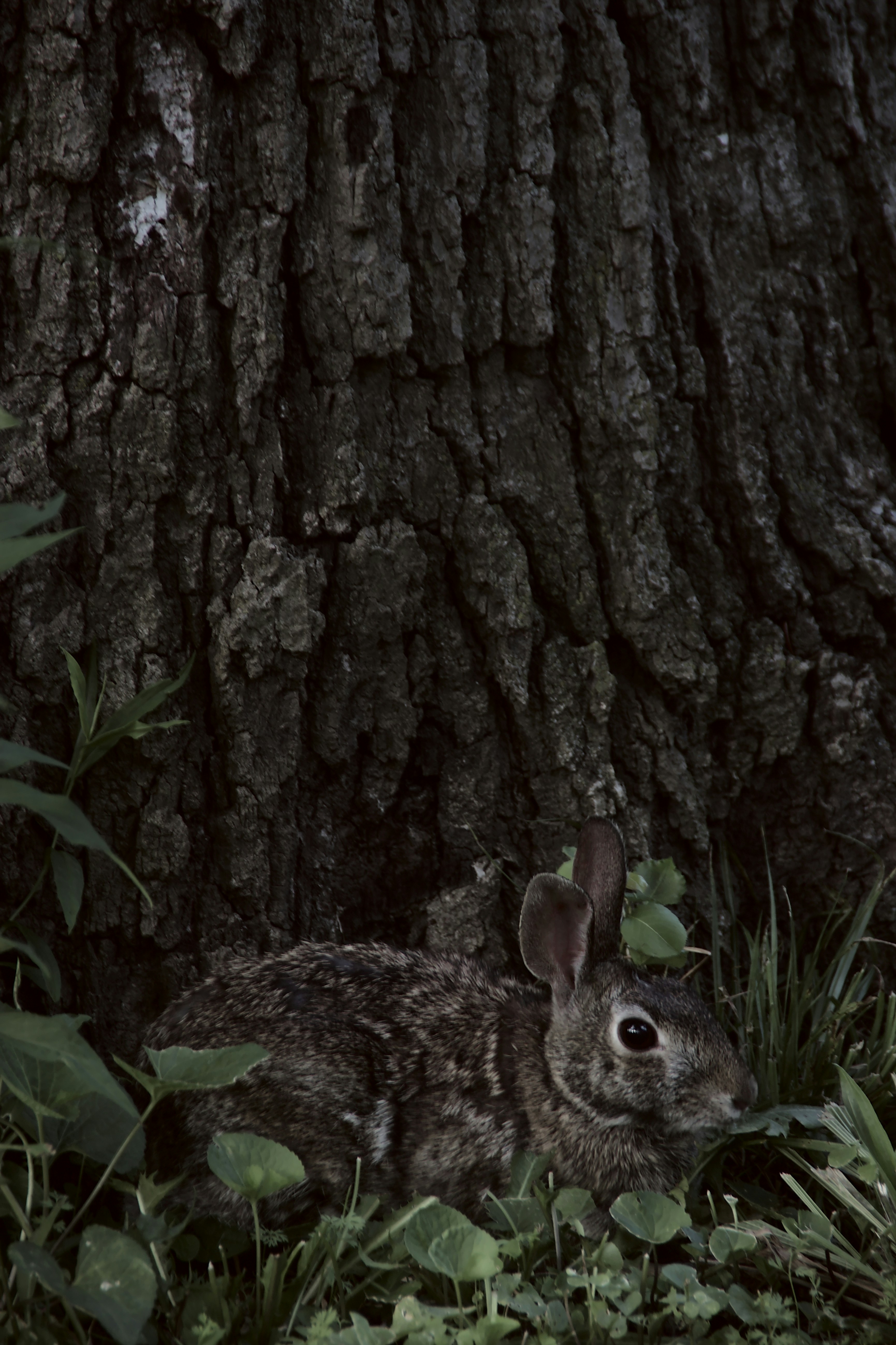 Brown rabbit on brown tree photo – Free Cat Image on Unsplash