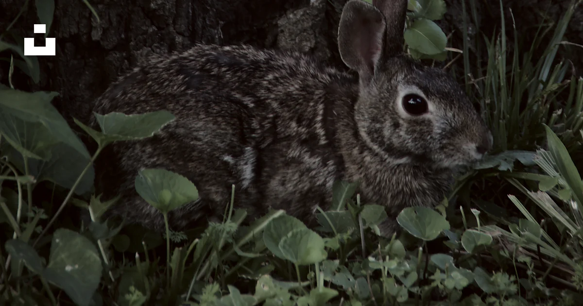 Brows Tree Rabbits Brown rabbit on brown tree photo – Free Cat Image on Unsplash