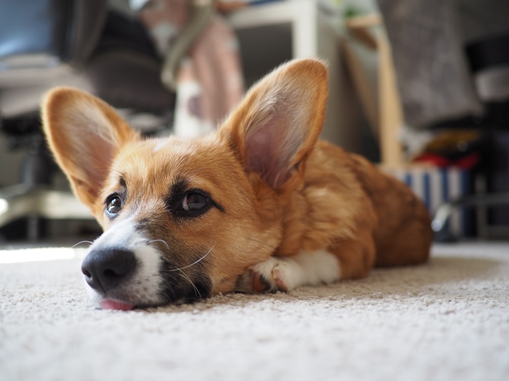 brown and white corgi puppy lying on white floor