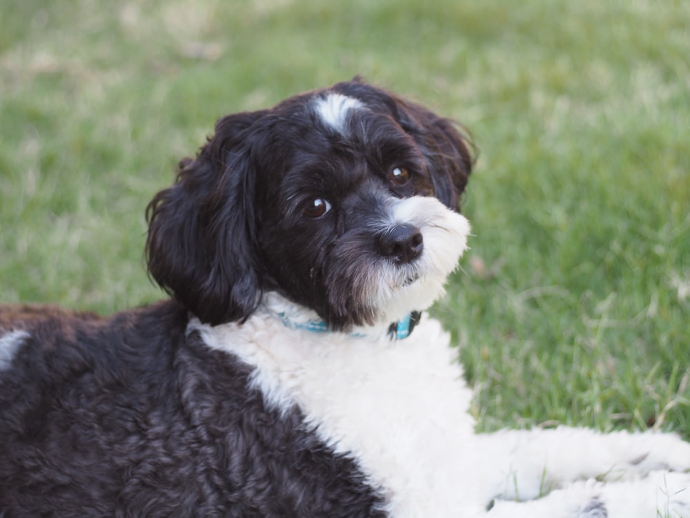 black and white long coated small sized dog on green grass during daytime