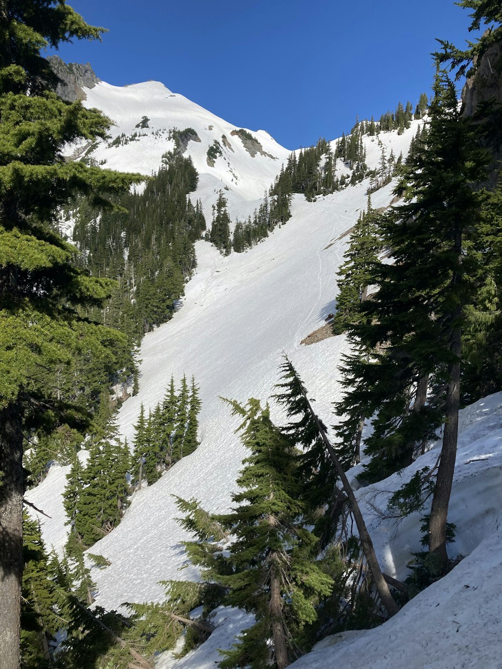 green pine trees on snow covered mountain during daytime