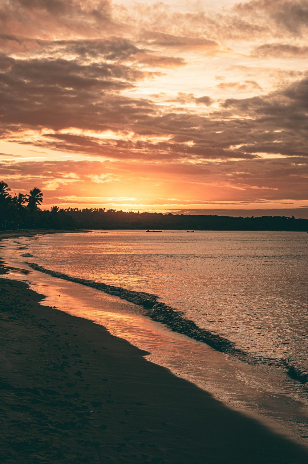 silhouette of trees near body of water during sunset