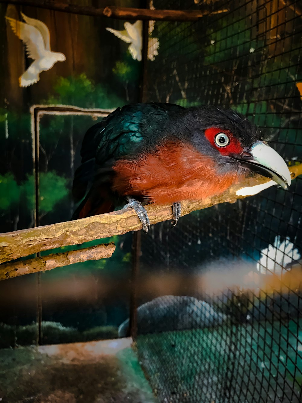 black and brown bird on brown wooden branch