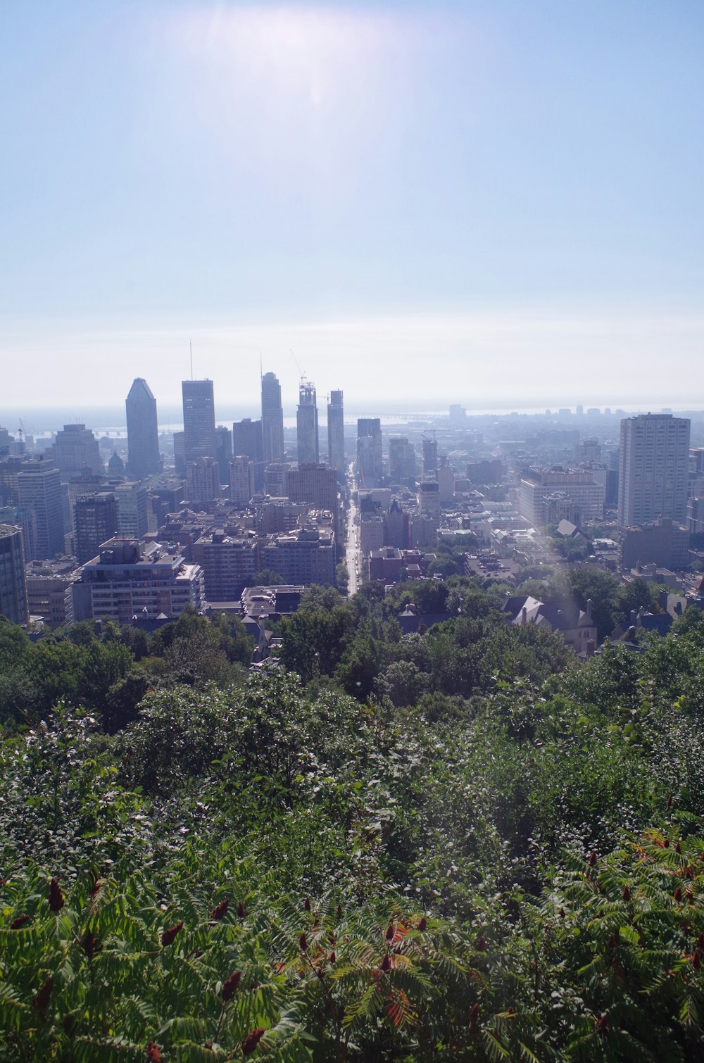 green trees and city buildings during daytime