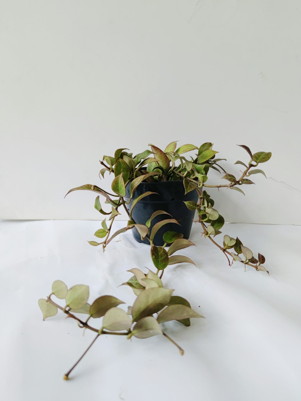 green plant on white table