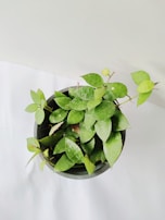 A small potted plant with vibrant green leaves is placed on a white surface. The foliage appears healthy, with some leaves showing signs of new growth.