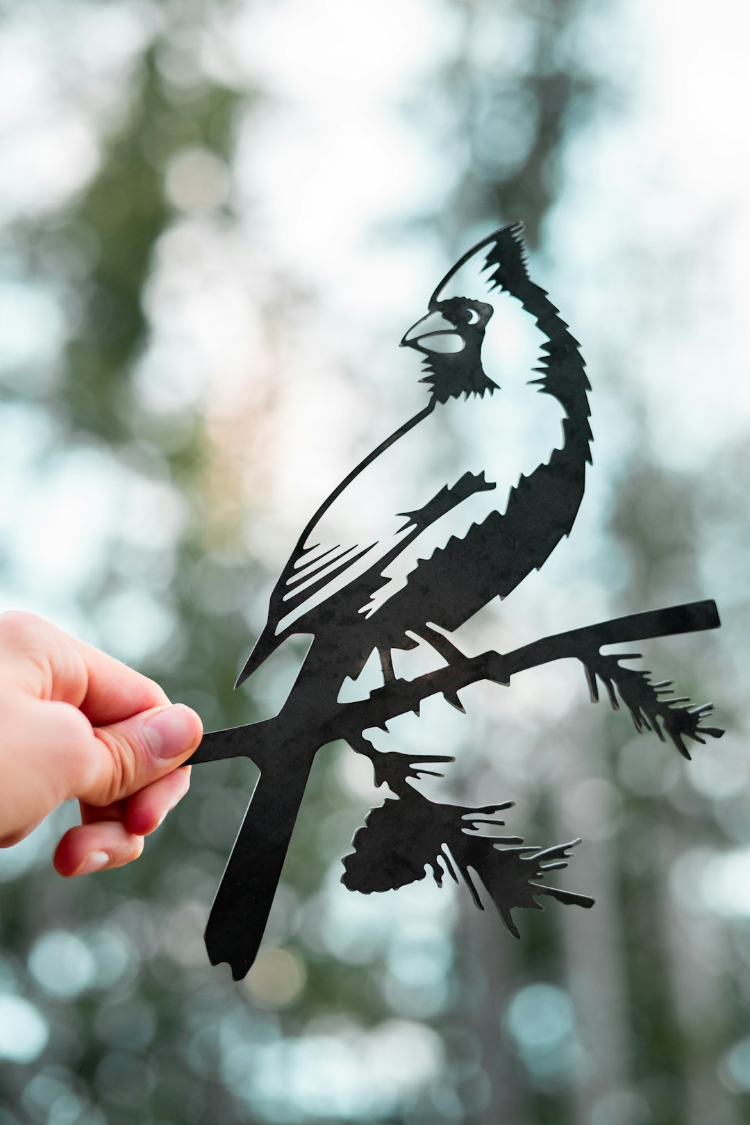 black and white bird on persons hand