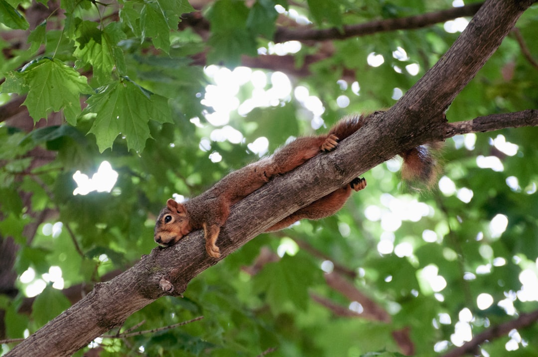 brown squirrel on brown tree branch during daytime