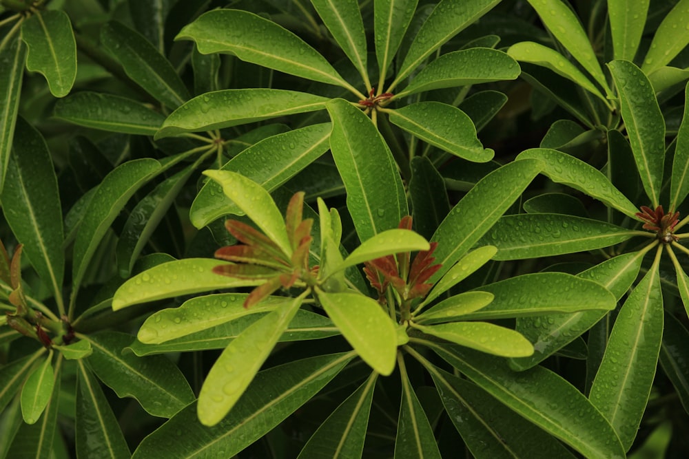 green and yellow plant leaves