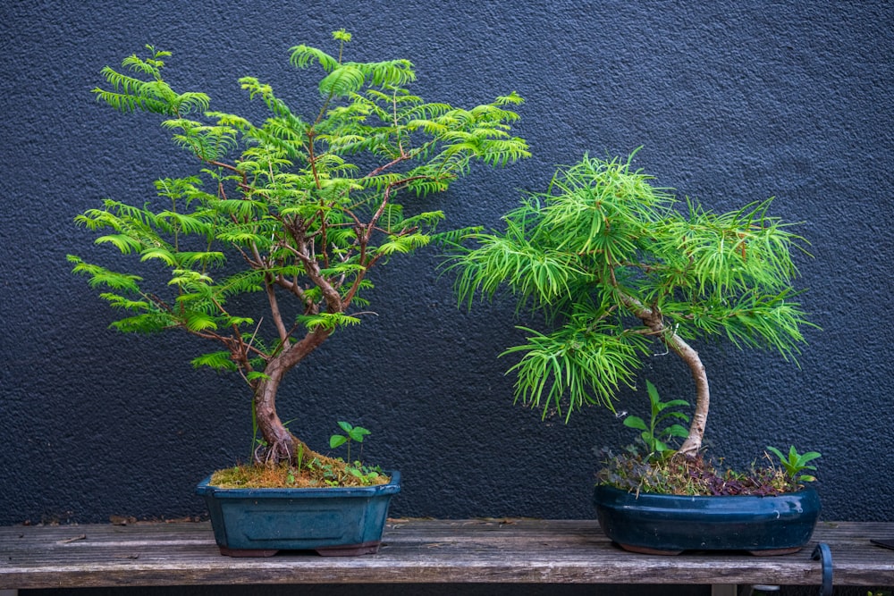 green plant in blue pot