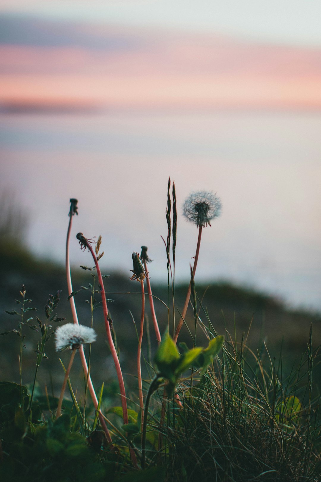 white dandelion flower during sunset