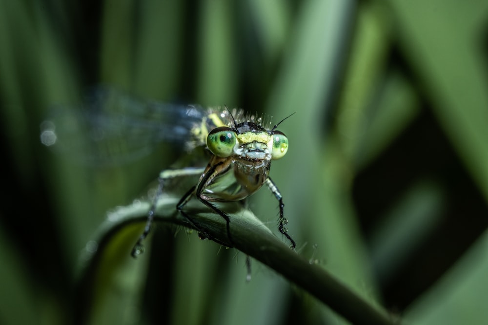 green and black dragonfly on green leaf in close up photography during daytime