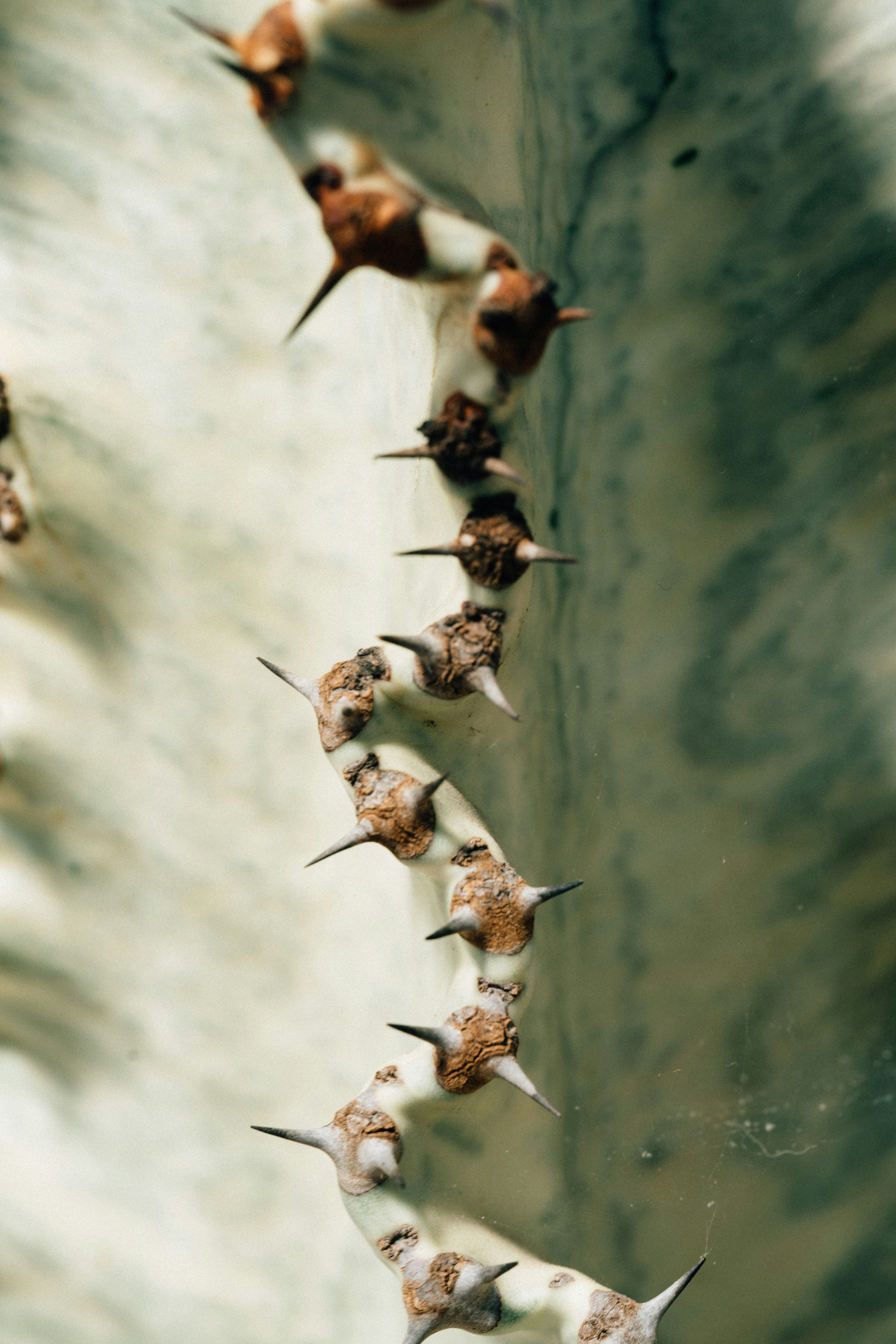 white and brown birds flying