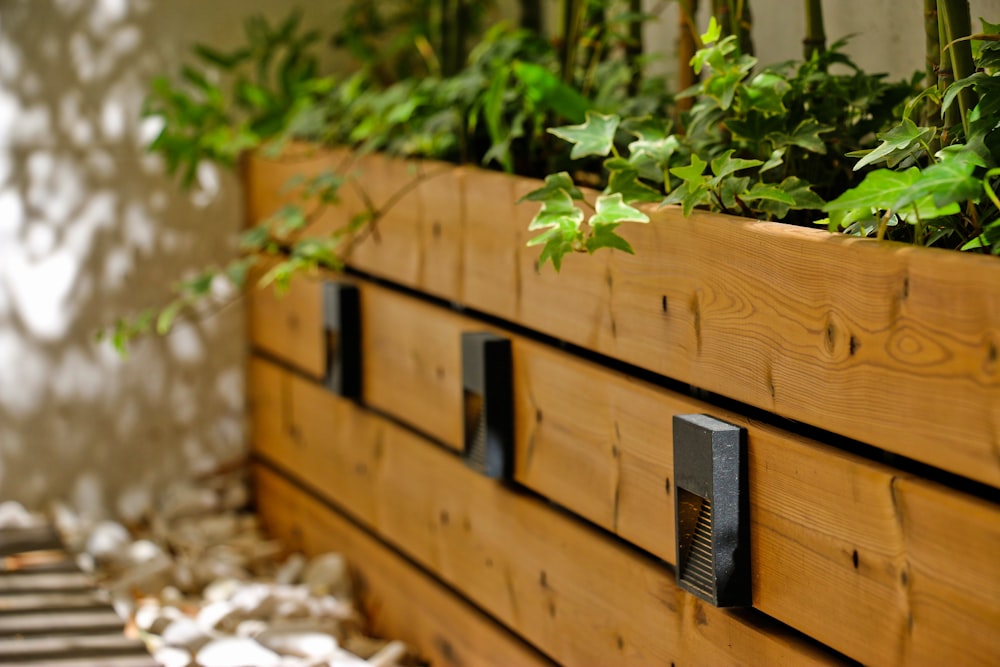 green plant on brown wooden drawer