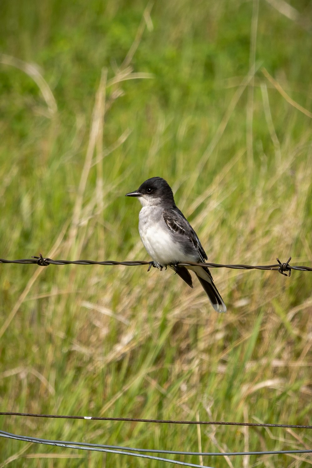 oiseau blanc et noir sur la clôture en bois marron pendant la journée