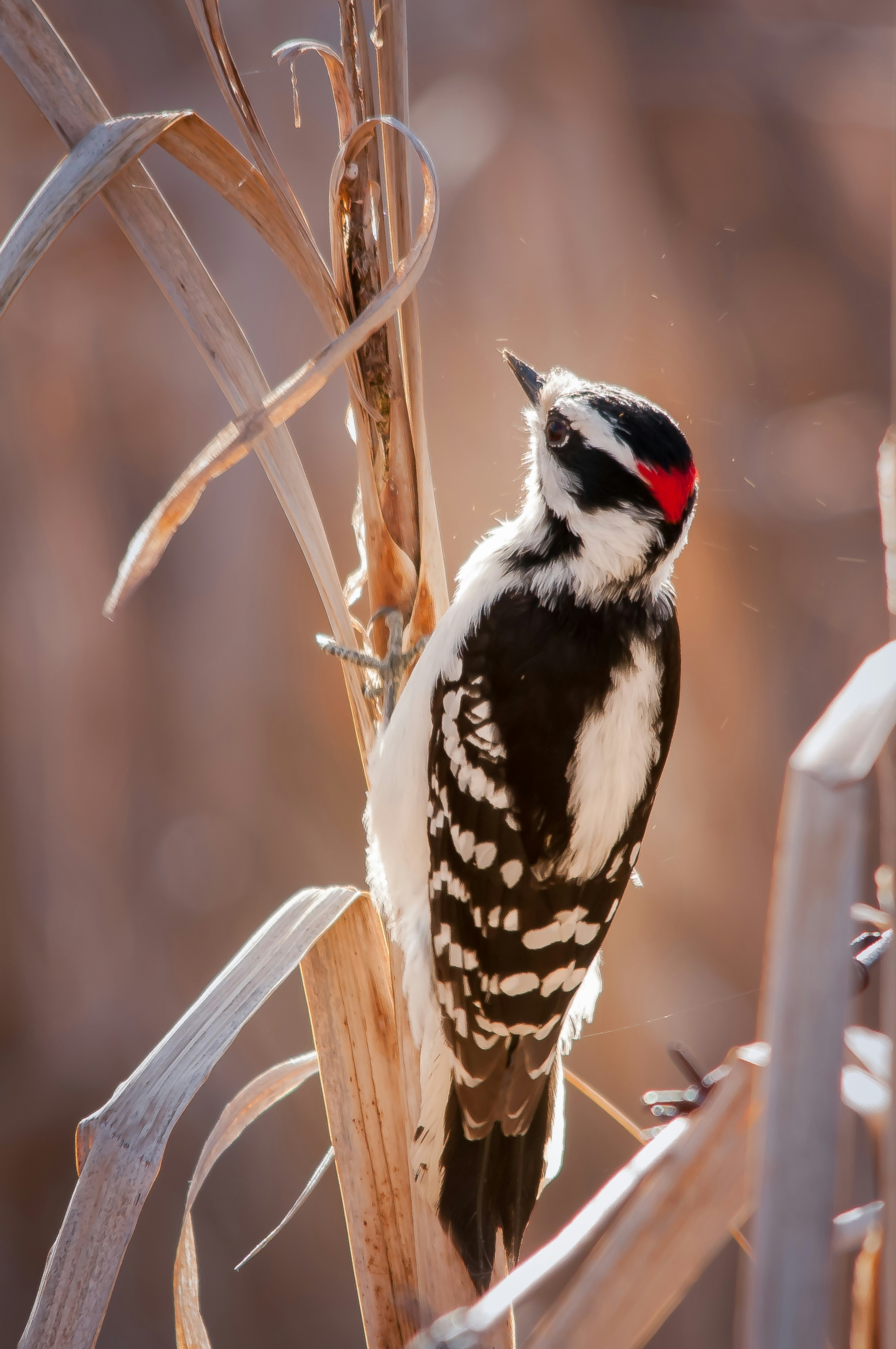 Photo by david_thielen