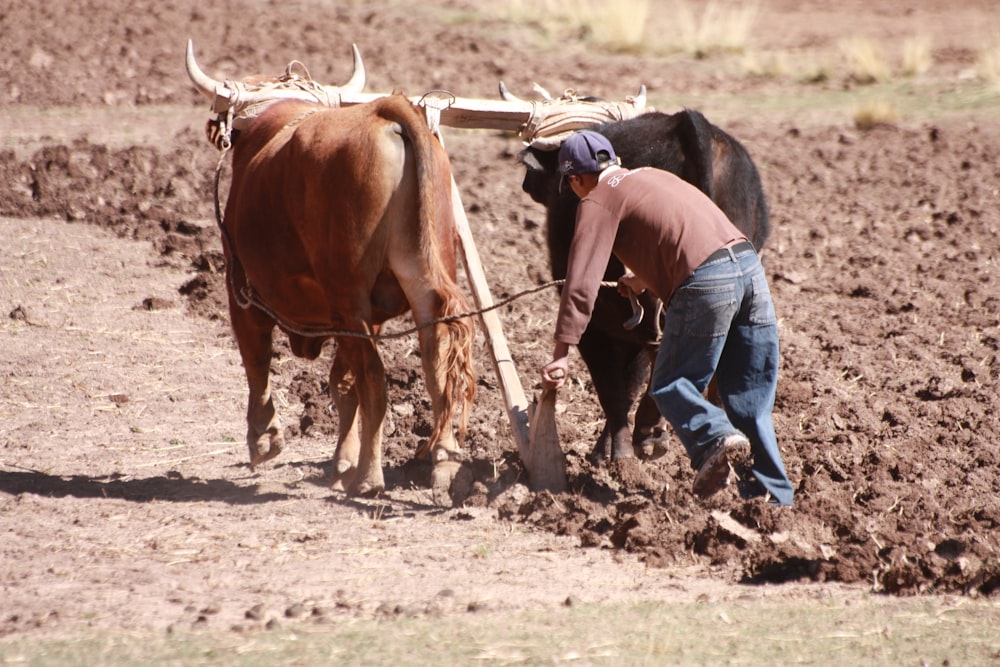 man in blue denim jeans and brown horse on brown soil during daytime