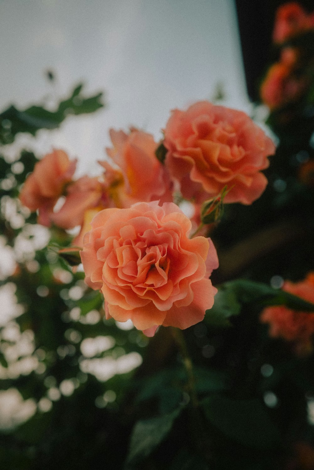 pink rose in bloom during daytime