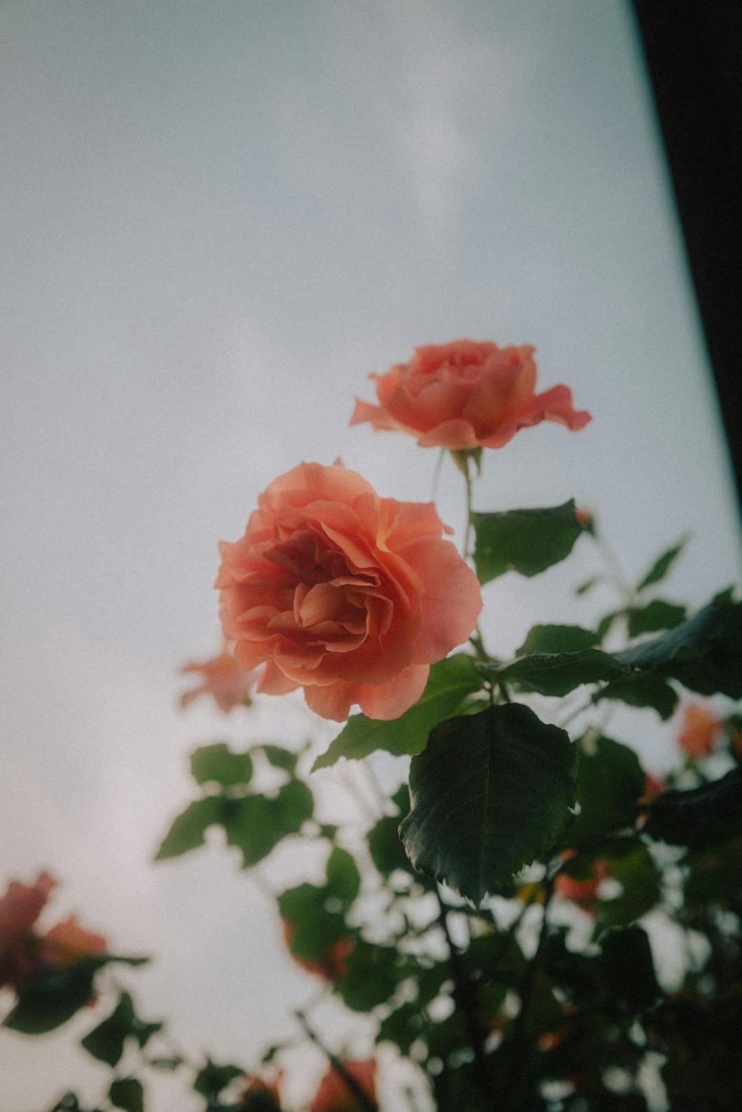 pink rose in bloom during daytime