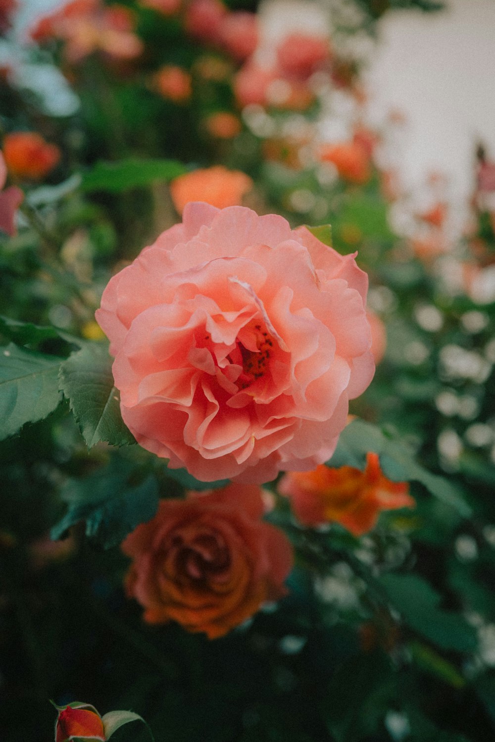 pink rose in bloom during daytime