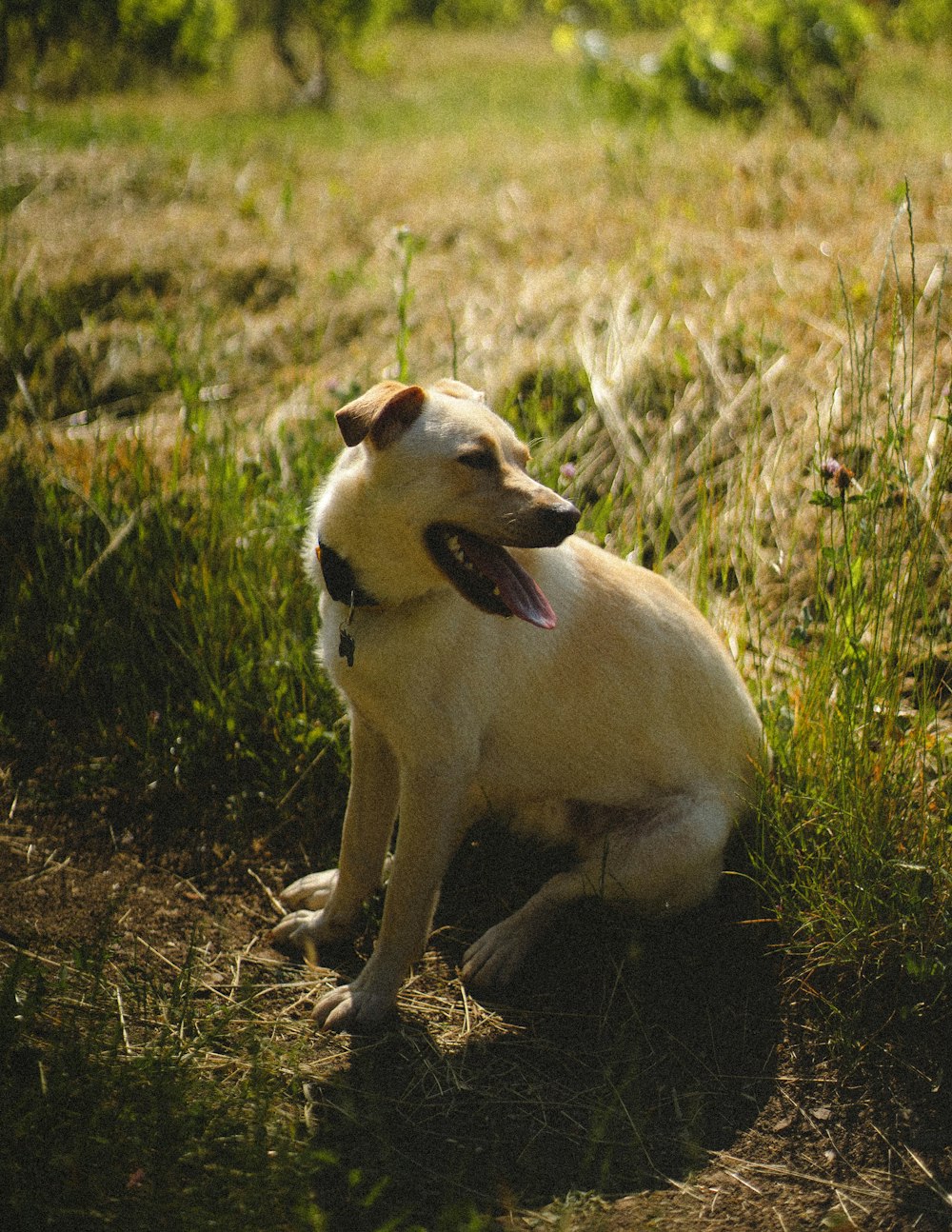 white short coated dog on green grass field during daytime