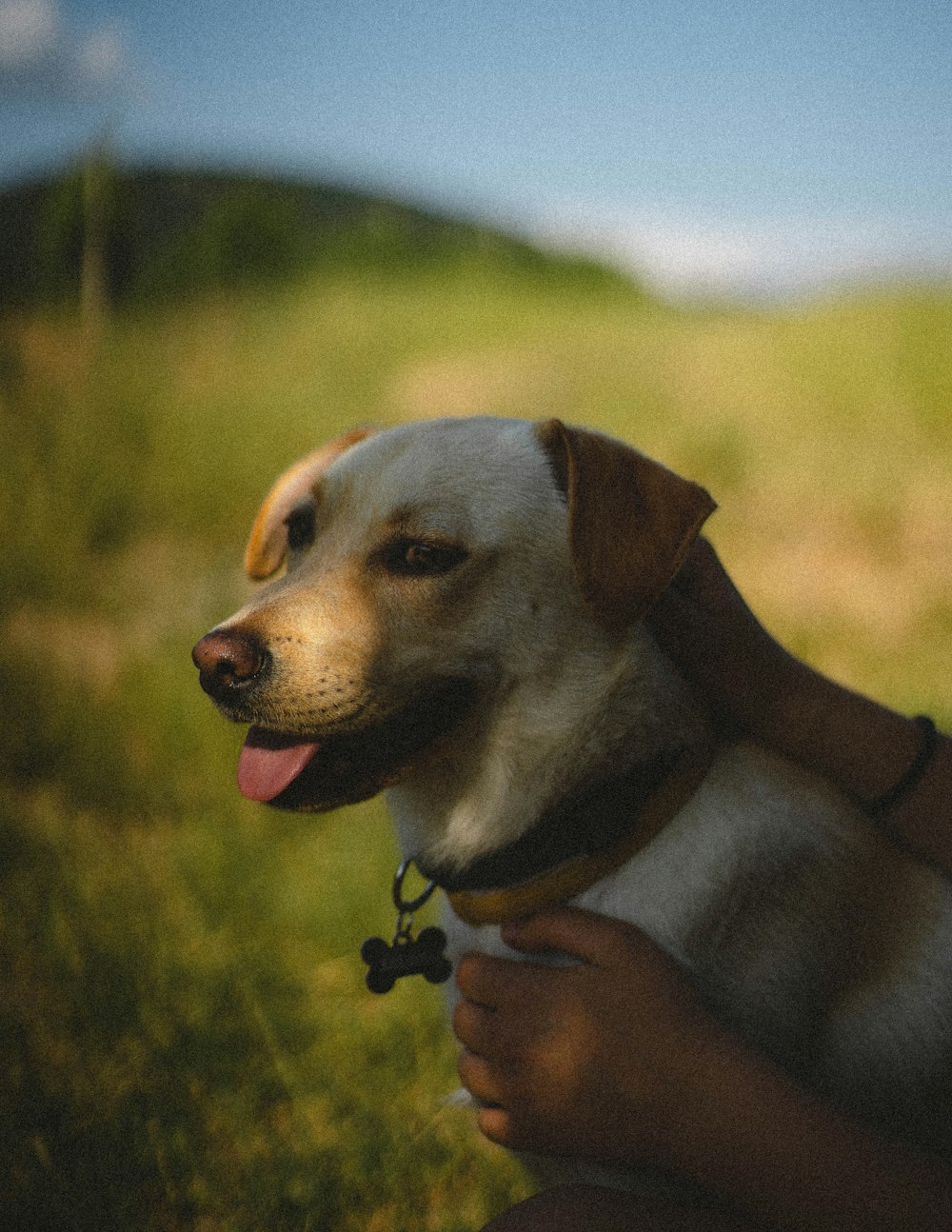 white short coated dog on brown textile