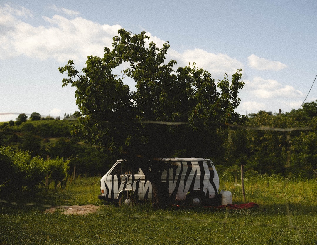 white and black golf cart on green grass field near green trees during daytime