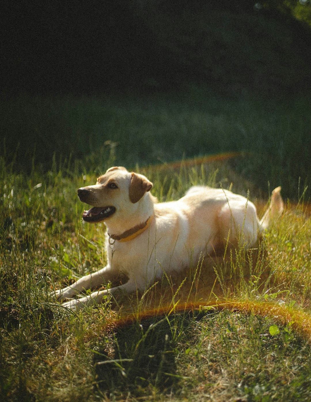 yellow labrador retriever lying on green grass field during daytime