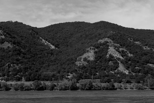 grayscale photo of trees near body of water in Visegrád Hungary