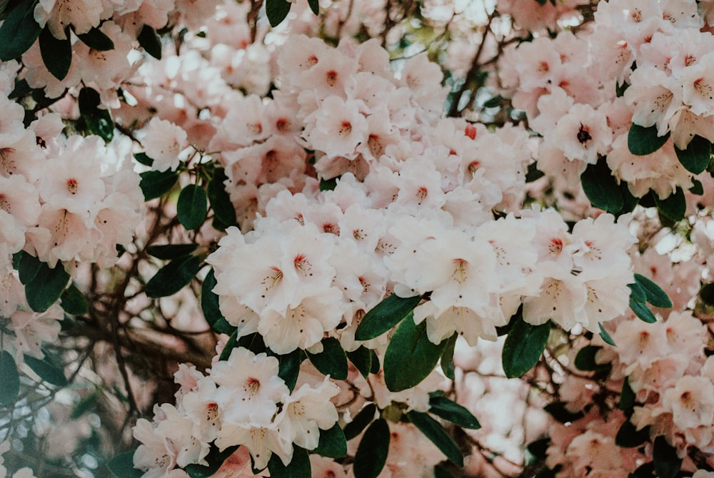 white and pink cherry blossom