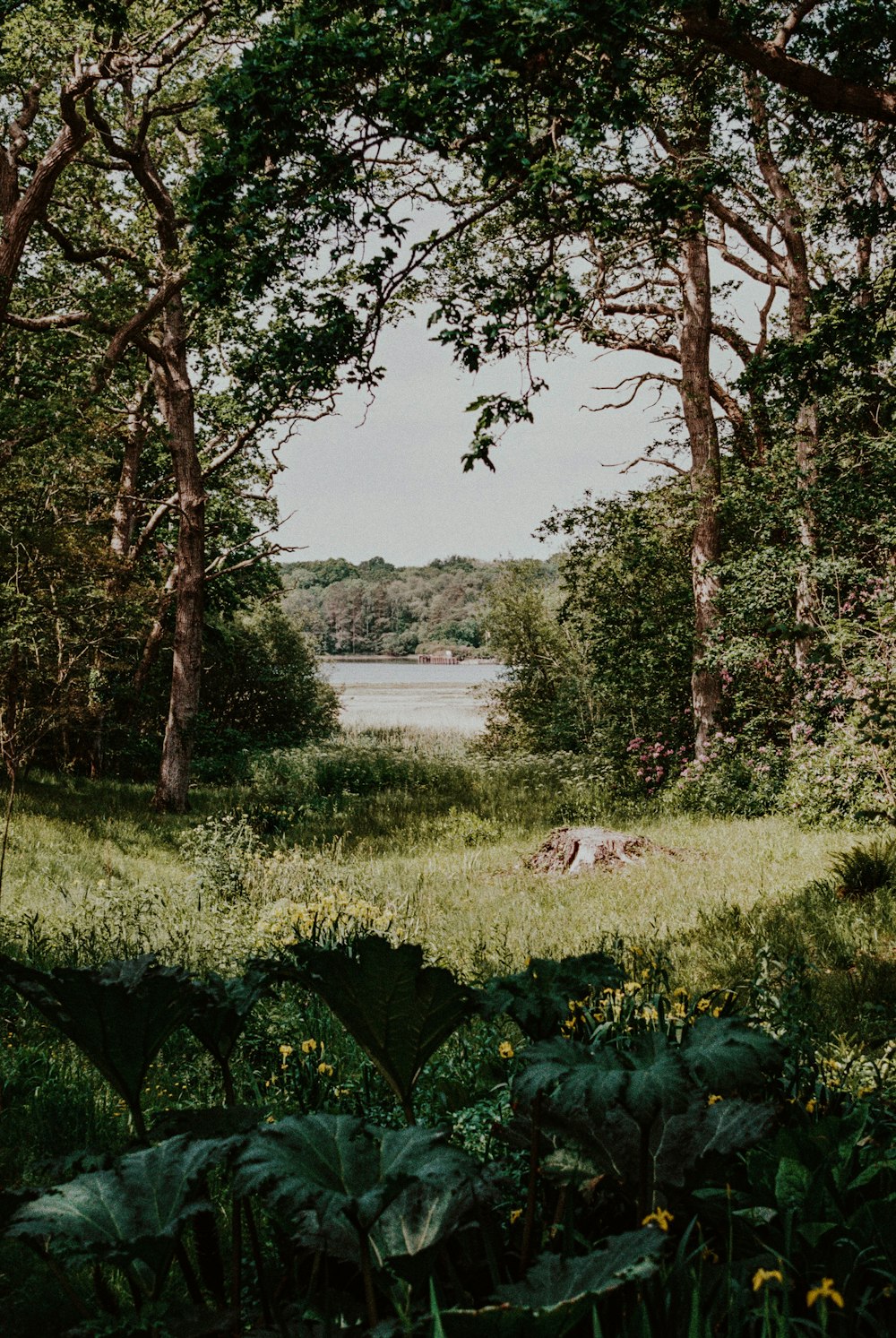 green grass field near body of water during daytime