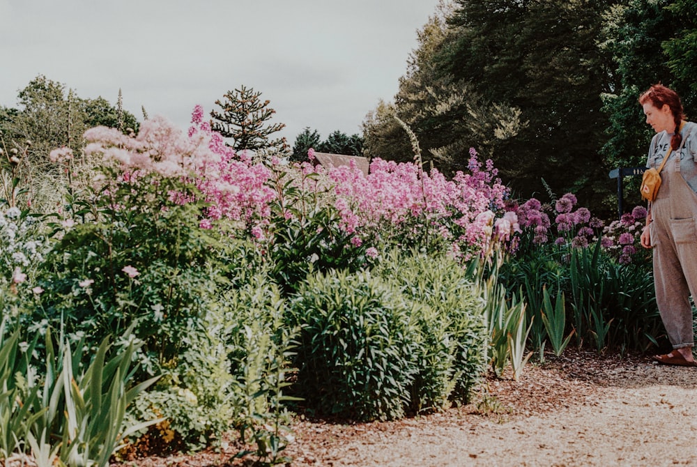 pink flowers on brown soil