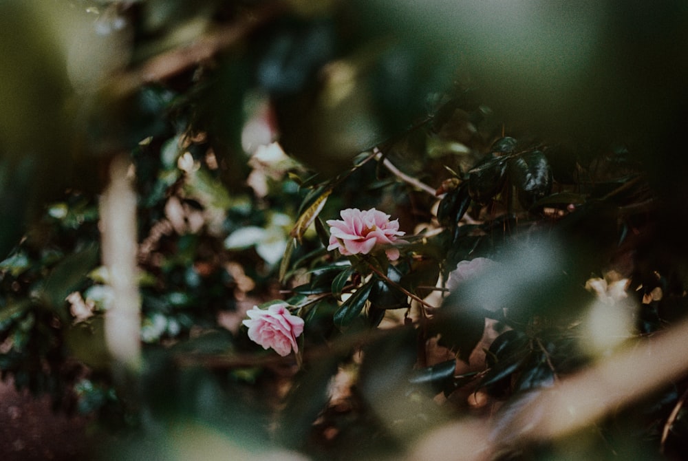 pink flower in tilt shift lens