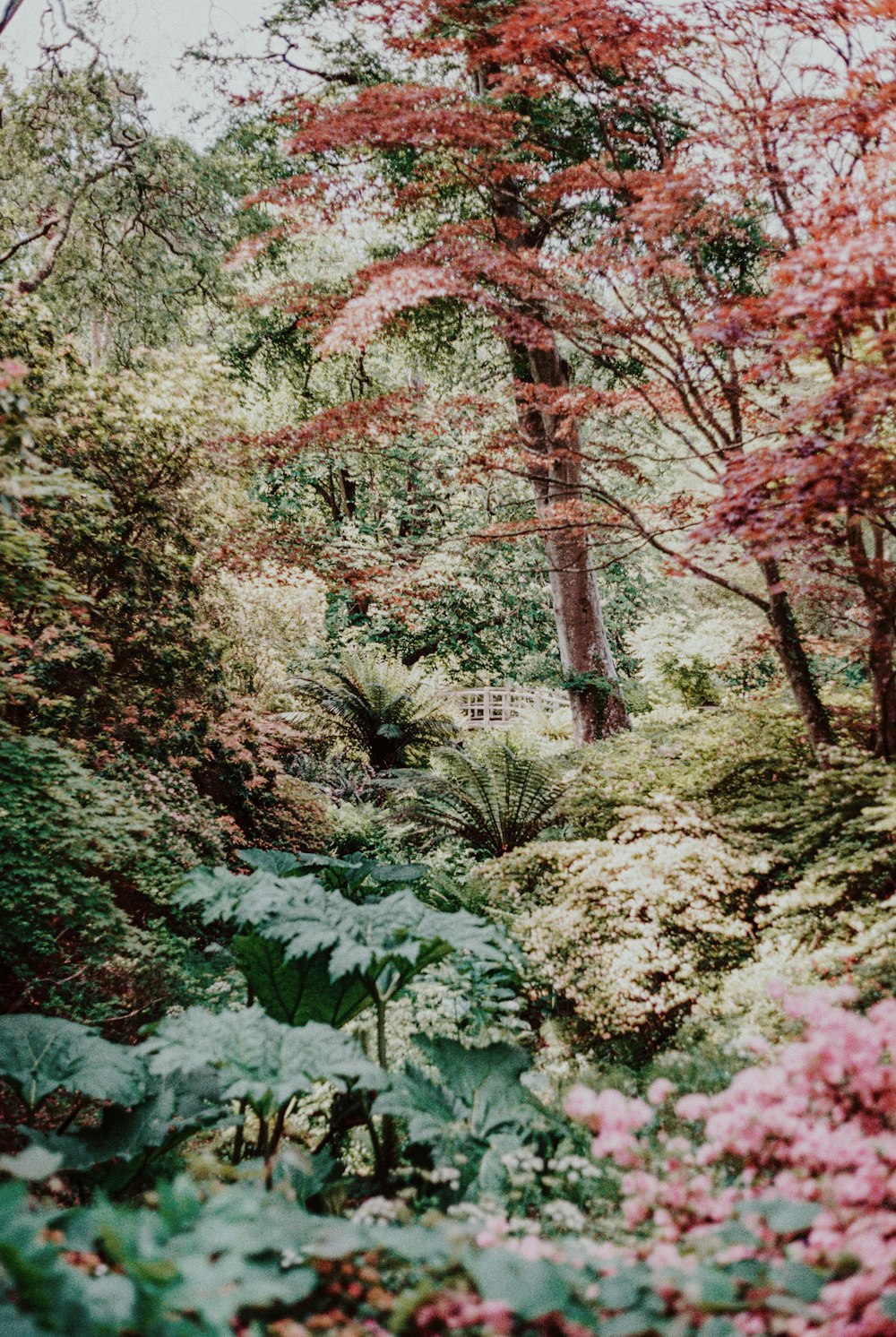 Flores rosadas en el bosque durante el día