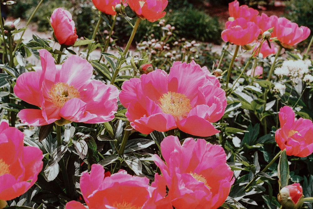 flores rosadas con hojas verdes