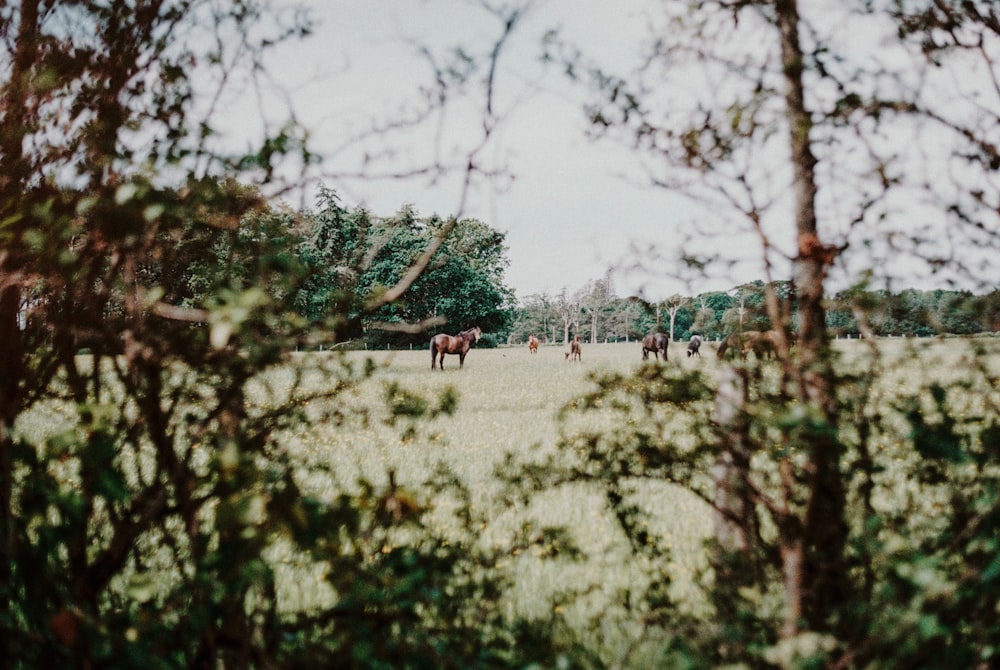 green grass field with trees during daytime