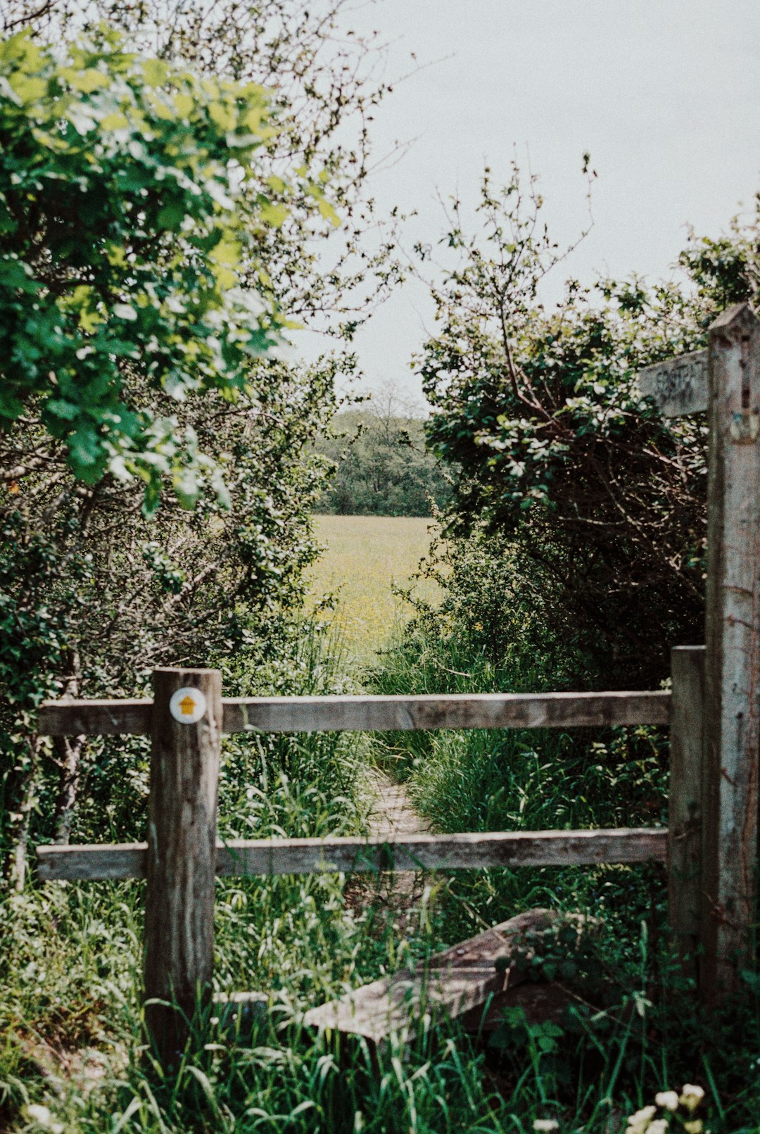 brown wooden fence near green trees during daytime