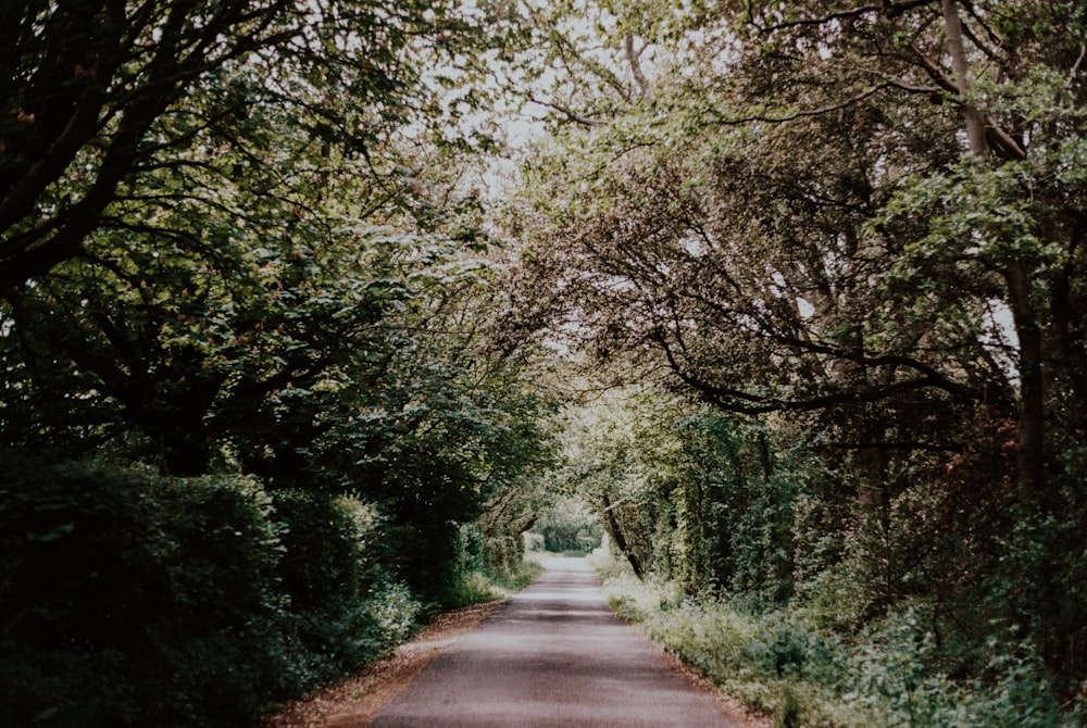 gray concrete road between green trees during daytime