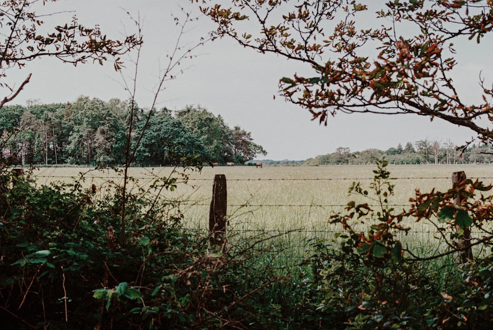 green grass field with brown tree during daytime