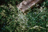 A serene garden corner with wildflowers and a rustic wooden bench.
