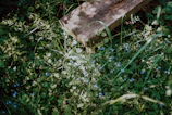 A sunlit garden corner with wildflowers and a rustic wooden bench inviting quiet reflection.