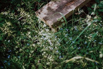 A sunlit garden nook with wildflowers blooming around a rustic wooden bench.