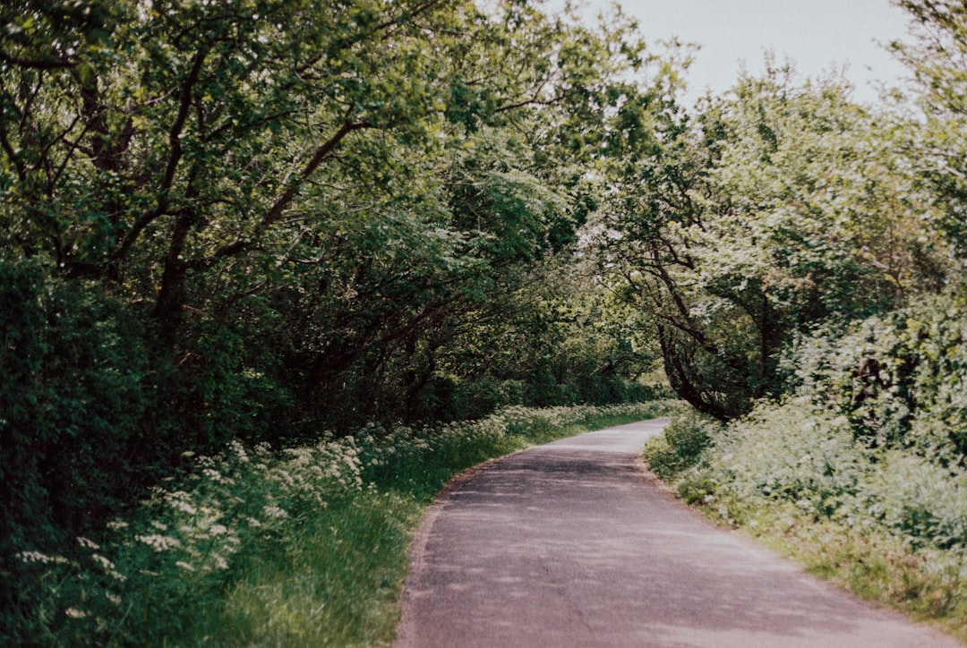 gray concrete road between green trees during daytime