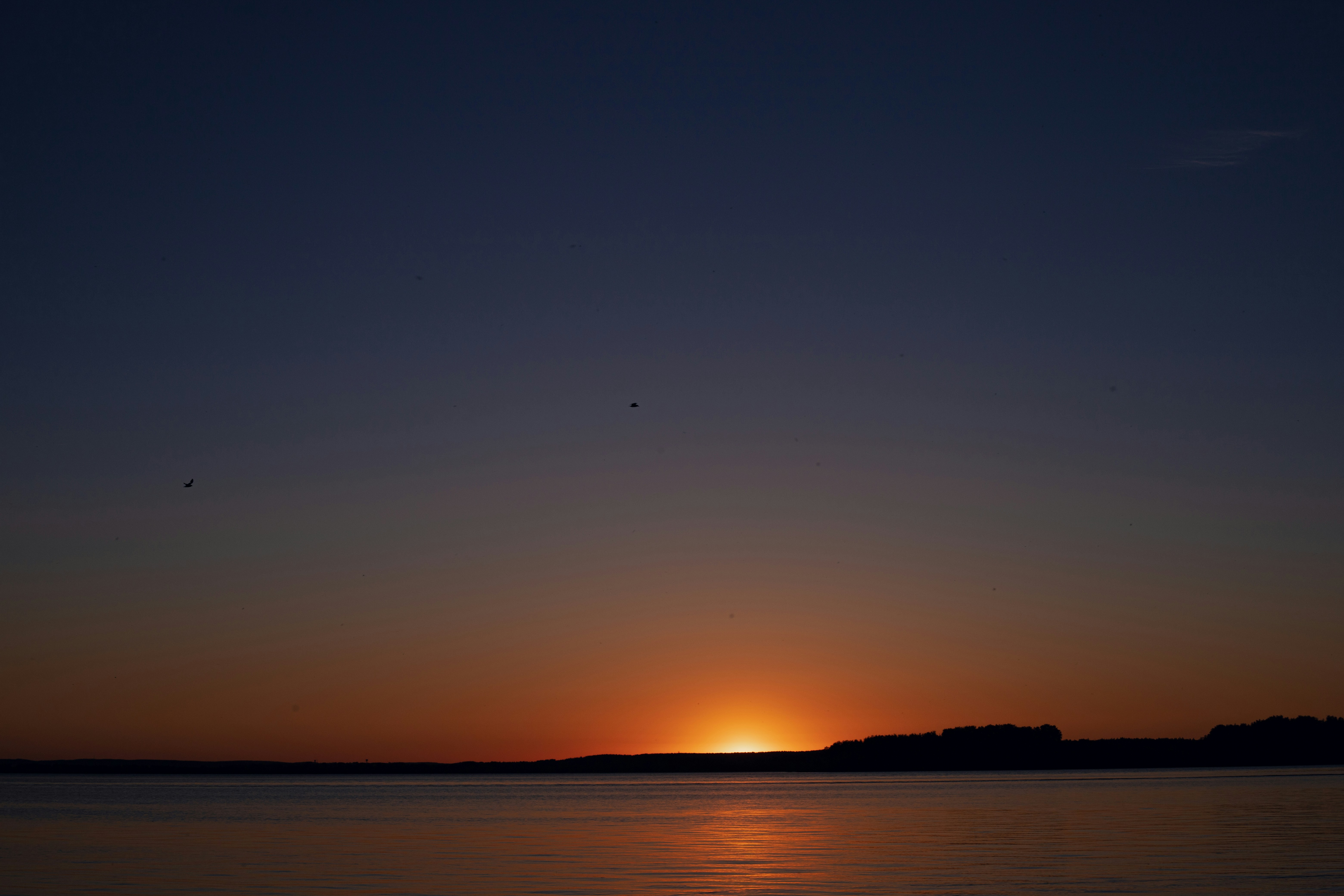 Photo by rozoviesloniki