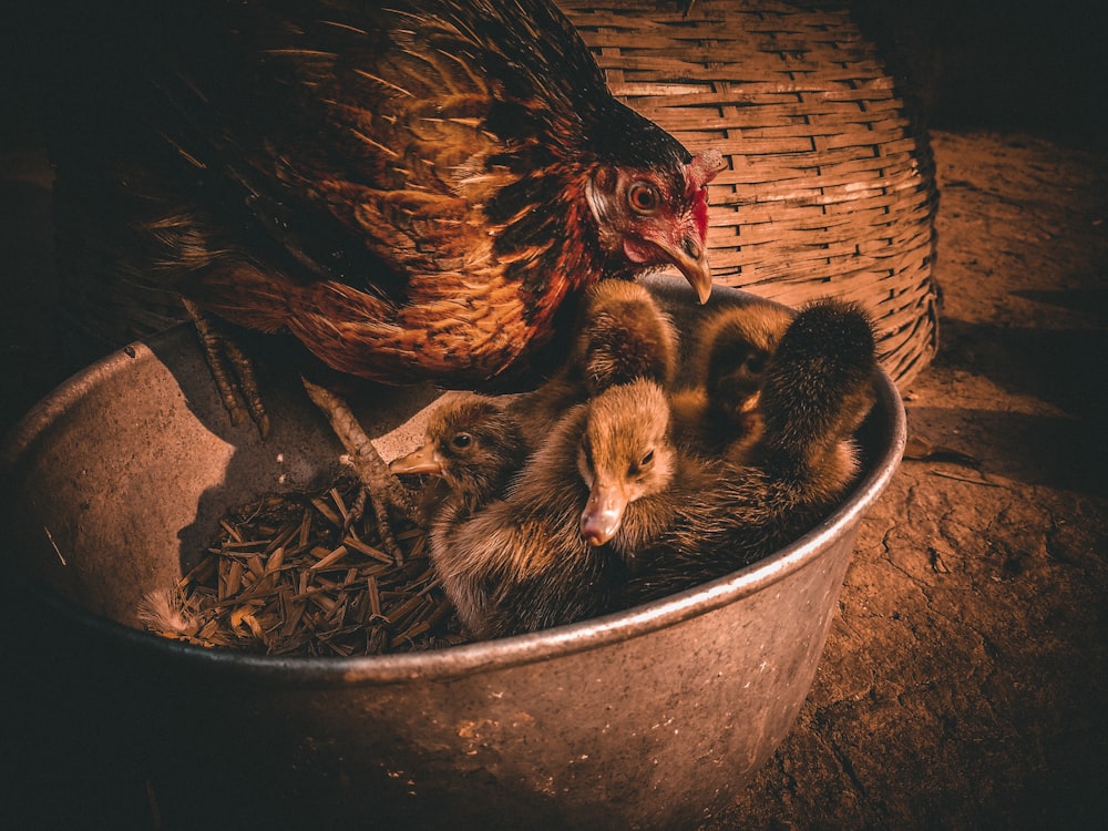 black and brown ducklings in black plastic bucket